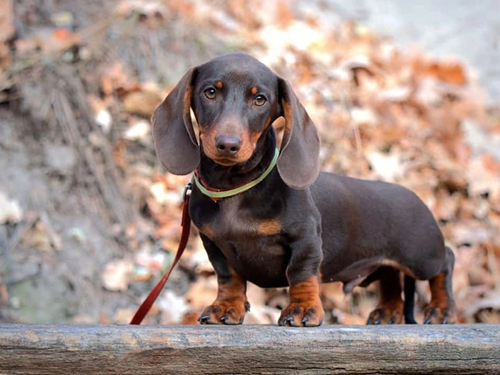 نژاد داشهوند Dachshund