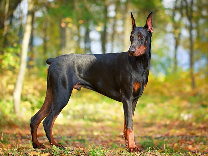 نژاد دوبرمن Doberman