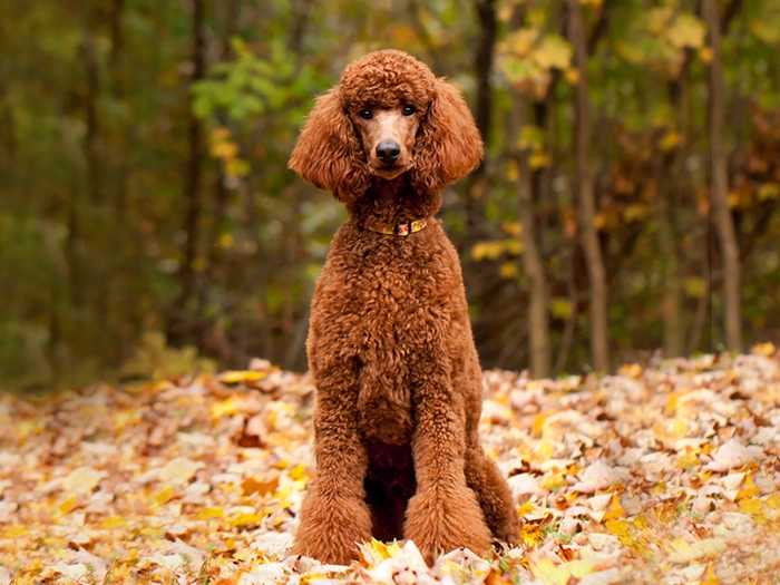 نژاد پودل استاندارد Poodle - Standard