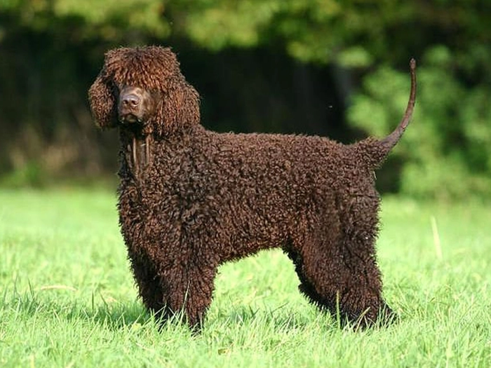 نژاد آیریش واتر اسپانیل Irish Water Spaniel