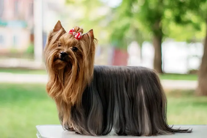 نژاد یورکشایر تریر Yorkshire Terrier