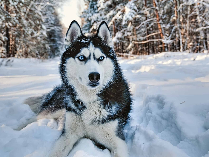 نژاد سیبرین هاسکی Siberian Husky