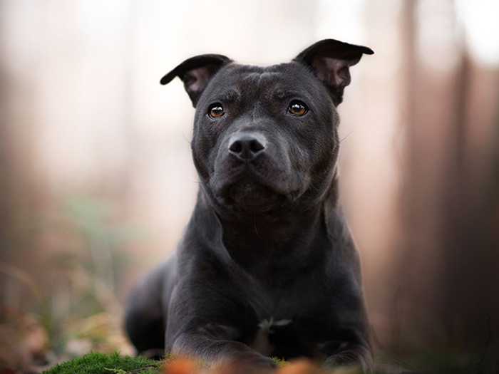 نژاد استافوردشایر بول تریر Staffordshire Bull Terrier