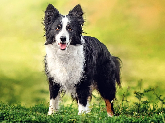 نژاد بردر کالی Border Collie