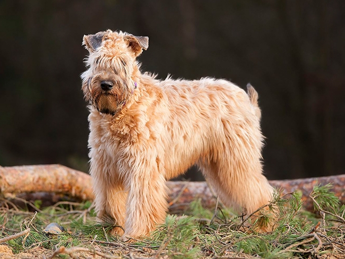 نژاد سافت کوتد ویتن تریر Soft Coated Wheaten Terrier