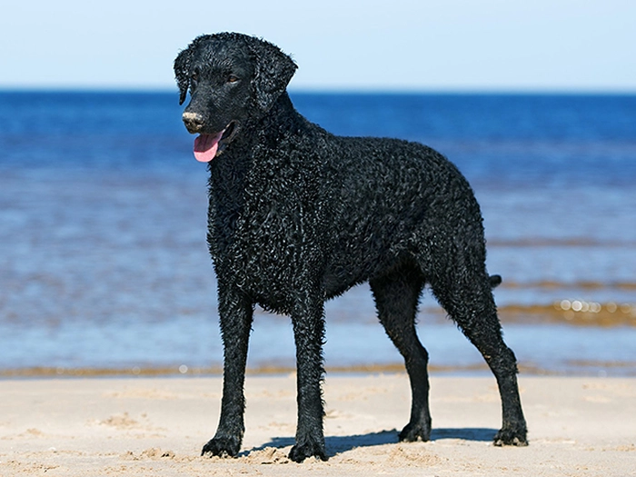 نژاد کرلی کتد رتریور Curly Coated Retriever