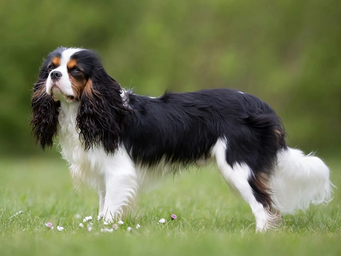 نژاد کاوالیر کینگ چارلز اسپانیل Cavalier King Charles Spaniel
