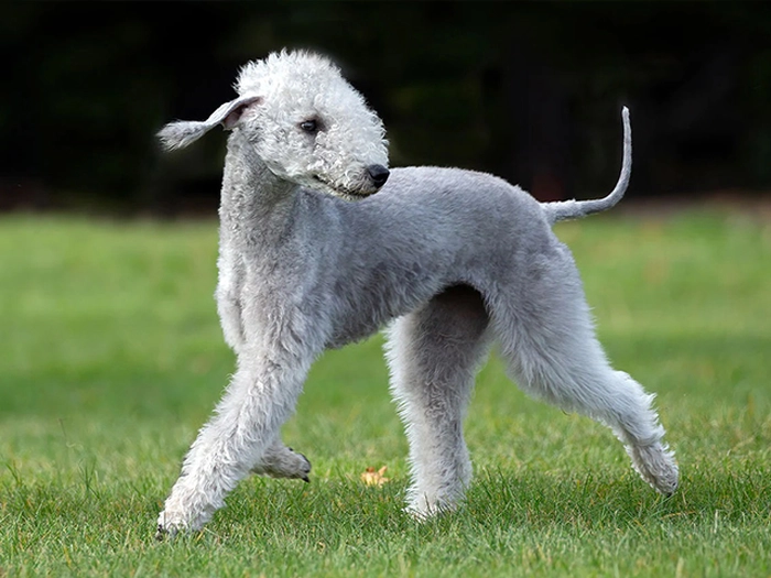 نژاد بدلینگتون تریر Bedlington Terrier
