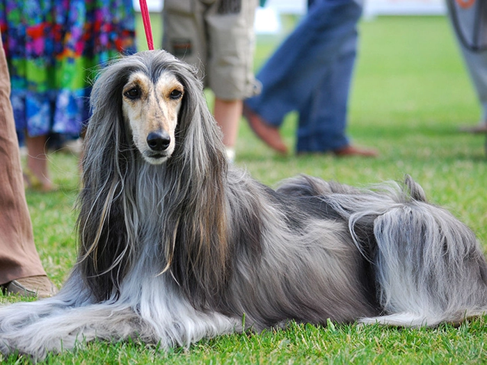 نژاد افغان هاند Afghan Hound