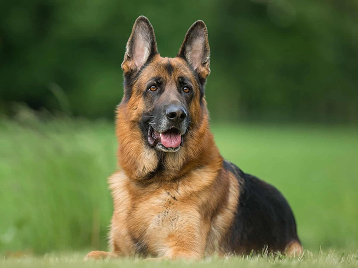 نژاد ژرمن شپرد German Shepherd Dog