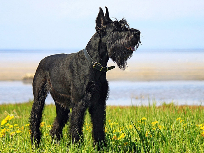 نژاد اشنوزر - غولپیکر Schnauzer - Giant