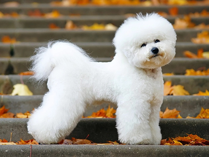 نژاد بیشون فریزه Bichon Frise