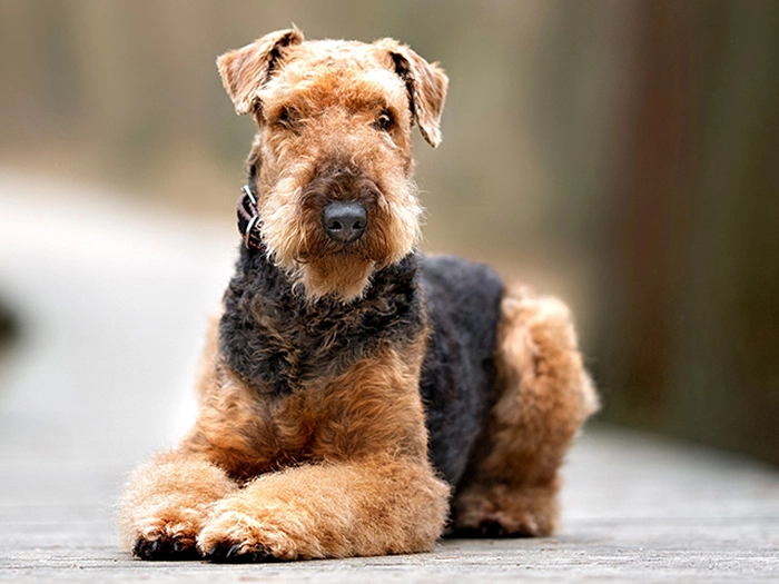 نژاد آیردل تریر Airedale Terrier