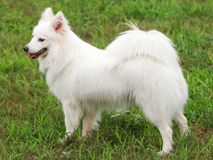 نژاد جاپانیز اشپیتز Japanese Spitz