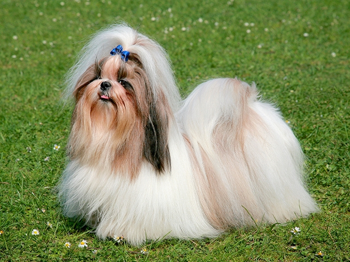 نژاد شیتزو Shih Tzu