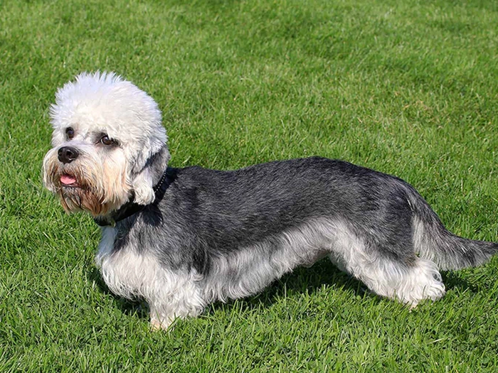 نژاد دندی دینمنت تریر Dandie Dinmont Terrier