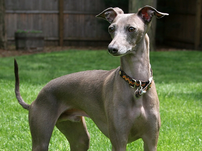 نژاد گریهاند Greyhound
