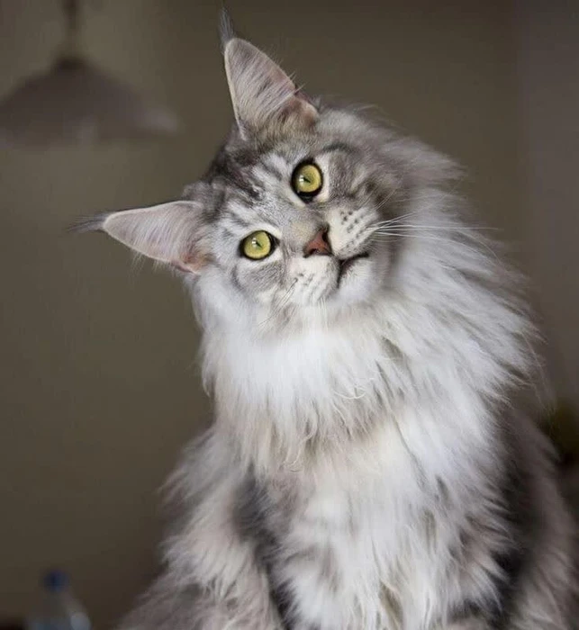 نژاد مین کون (Maine Coon)