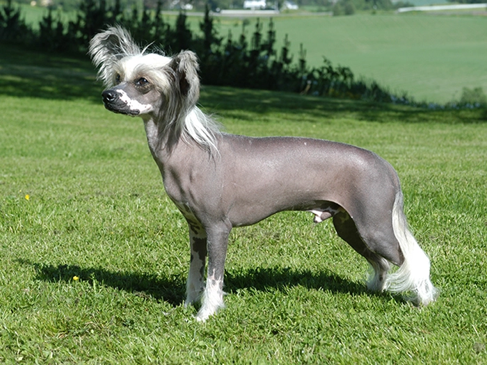 نژاد چاینیز کرستد Chinese Crested