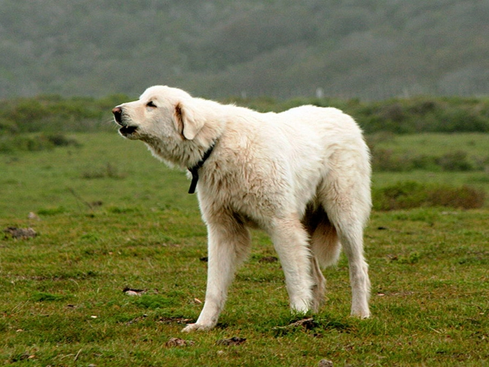 نژاد آکباش Akbash