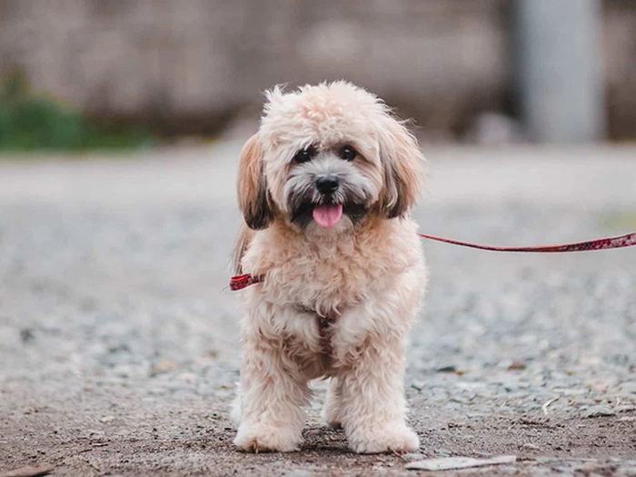 نژاد لهاسا آپسو Lhasa Apso