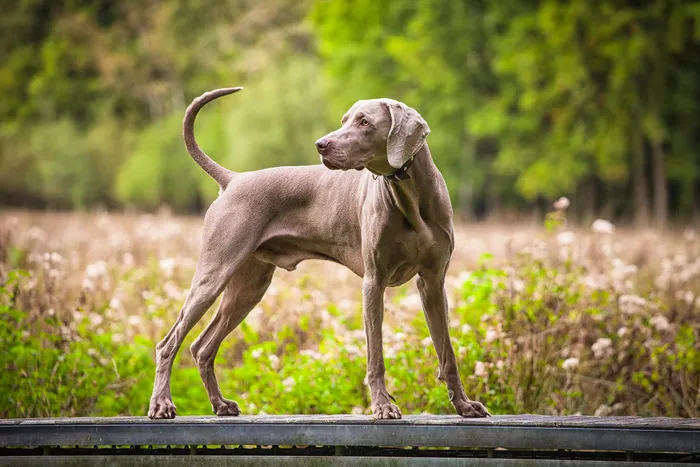 نژاد وایمارینر Weimaraner