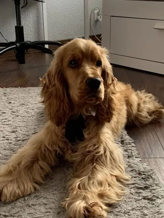 نژاد انگلیش کوکر اسپانیل English Cocker Spaniel