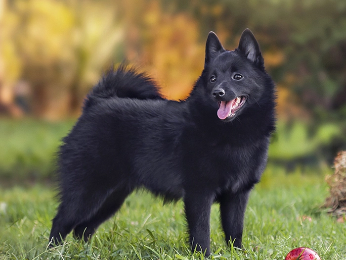 نژاد اسچیپرکی Schipperke