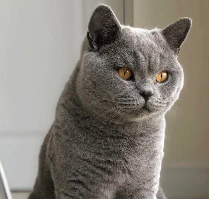 نژاد بریتیش شورت هیر British Shorthair