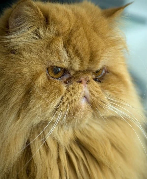 نژاد پرشین (Persian)