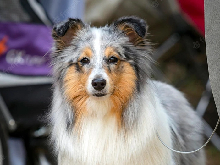 نژاد شتلند شیپداگ Shetland Sheepdog