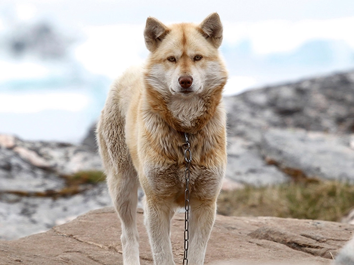 نژاد گرین لند داگ Greenland Dog