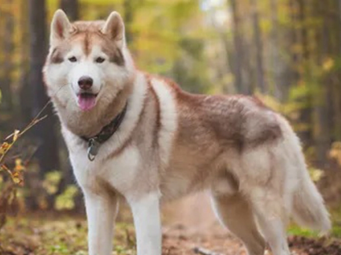نژاد لابرادور هاسکی Labrador Husky
