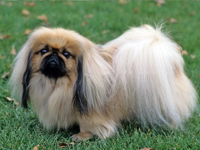 نژاد پکینیز Pekingese