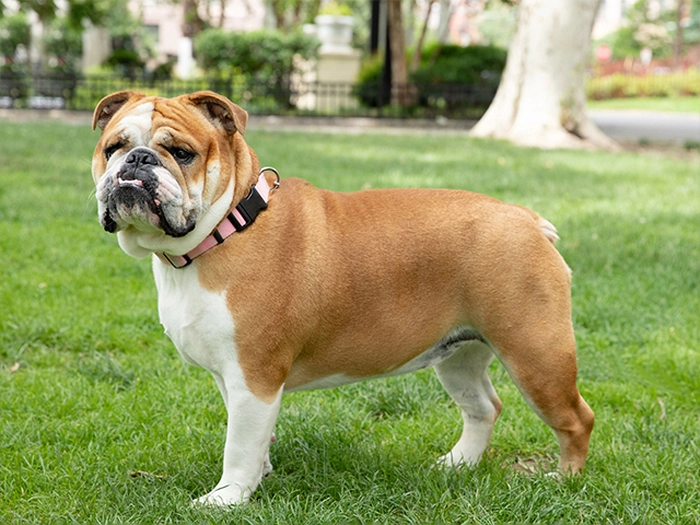 نژاد انگلیش بولداگ English Bulldog