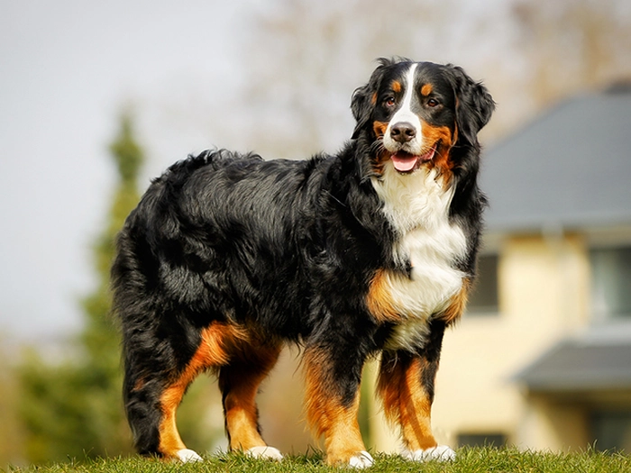 نژاد برنس مانتن داگ Bernese Mountain Dog