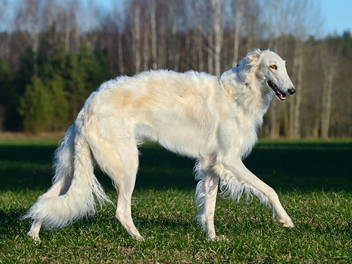 نژاد برزی Borzoi