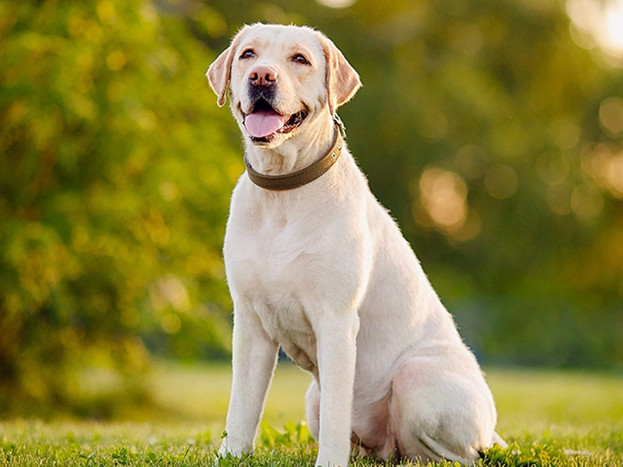 نژاد لابرادور رتریور Labrador Retriever