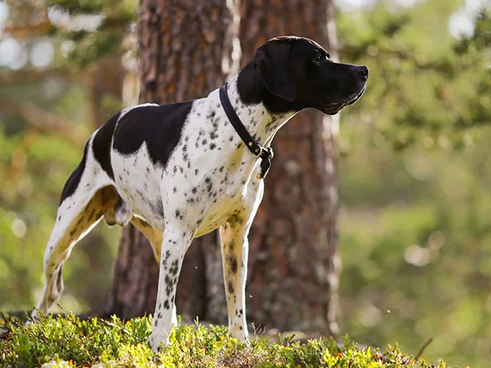 نژاد انگلیش پوینتر English Pointer