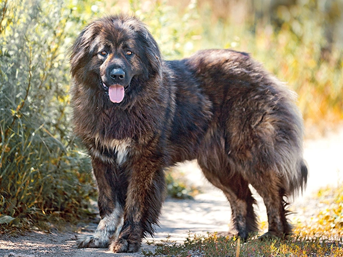 نژاد کوکیژین آوچارکا- سگ قفقازی Caucasian Shepherd Dog