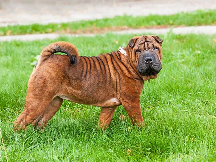 نژاد چاینیز شارپی Chinese Shar-Pei