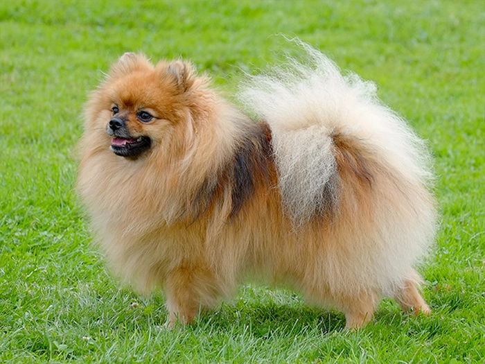 نژاد اشپیتز آلمانی German Spitz