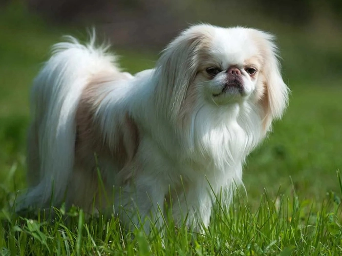 نژاد جاپانیز چاین Japanese Chin