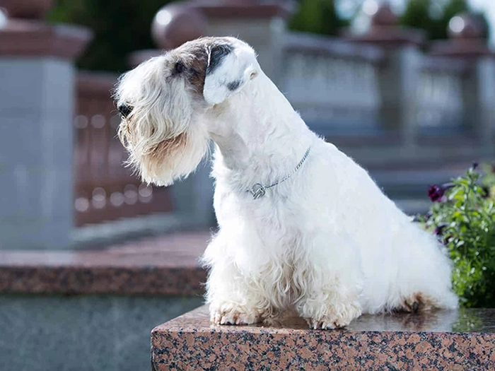نژاد سیلی هم تریر Sealyham Terrier