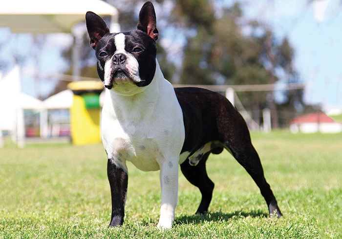 نژاد بوستون تریر Boston Terrier
