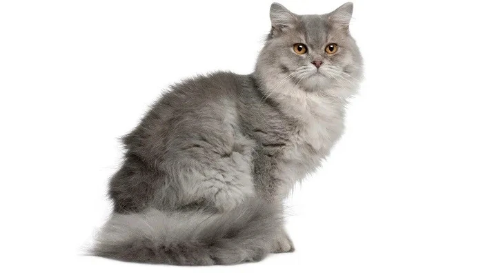 نژاد بریتیش لانگ هیر (British Longhair)