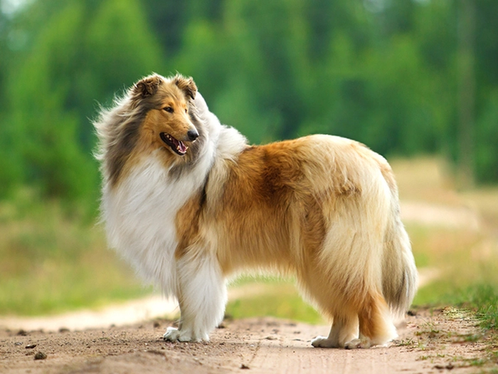 نژاد راف کولی Rogh Collie