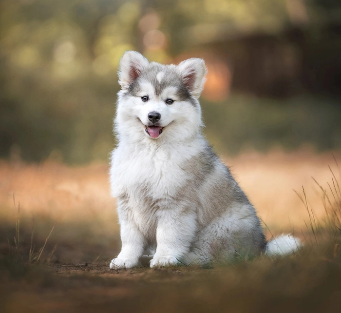 نژاد پامسکی Pomsky