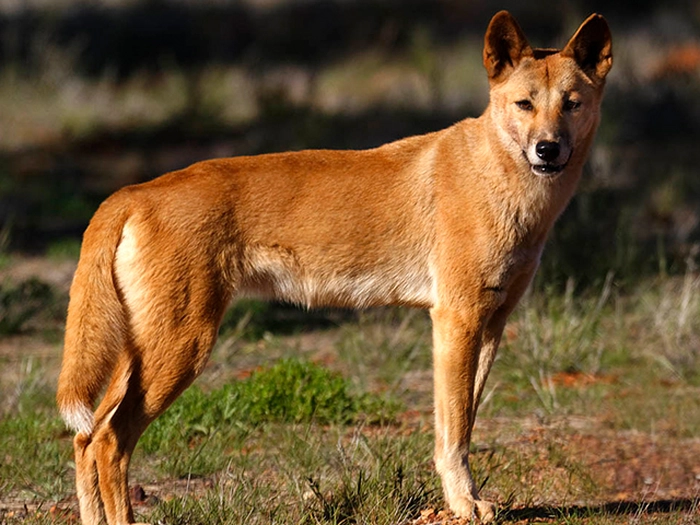 نژاد دینگو Dingo