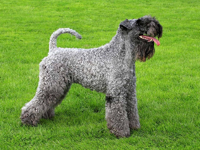 نژاد کری بلو تریر Kerry Blue Terrier